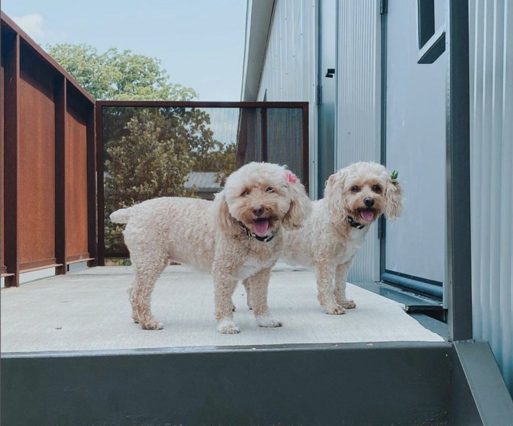 Cute doggos